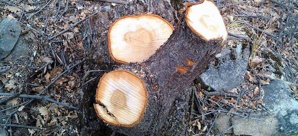 Спиленные деревья в Национальном парке Аревик Спиленные деревья в Национальном парке Аревик - Sputnik Արմենիա