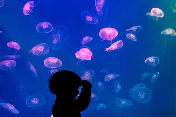 Санкт-Петербургский океанариум Санкт-Петербургский океанариум - Sputnik Армения