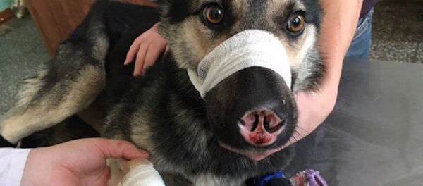 Пес-инвалид из Улан-Удэ нашел хозяйку и дом - Sputnik Армения