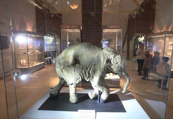 Мумия замерзшего мамонтенка - Sputnik Армения