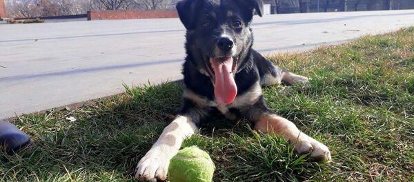 Собачка - Sputnik Армения