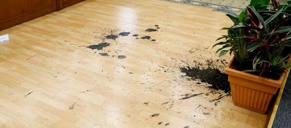 Нечистоты на полу мерии Еревана Нечистоты на полу мерии Еревана - Sputnik Արմենիա