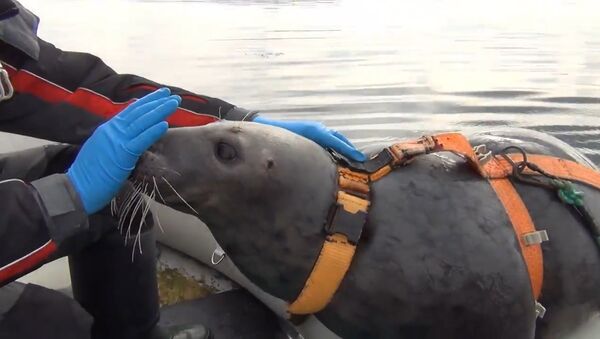Тюленей в Мурманске тренируют для военных целей - Sputnik Արմենիա