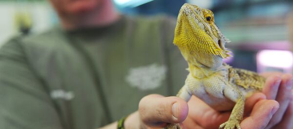 Ящерица Ящерица - Sputnik Армения