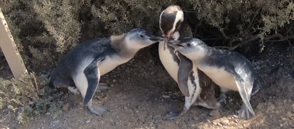 Магеллановы пингвины в Пунта Томбо - Sputnik Армения