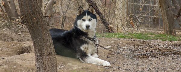 Хаски - Sputnik Армения