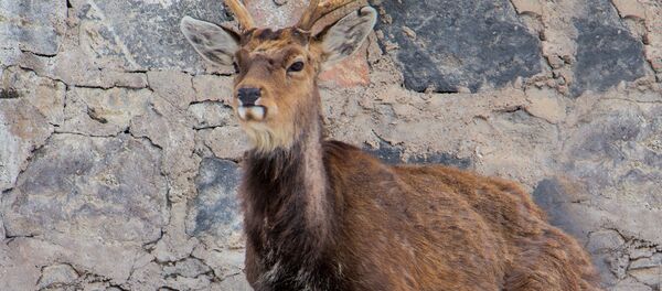 Европейская лань - Sputnik Արմենիա