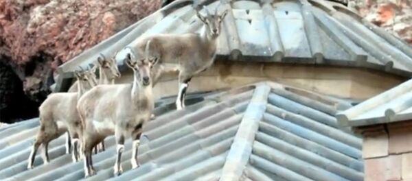 Безоарийские козлы гуляют по крыше средневекового монастыря в Армении - Sputnik Армения