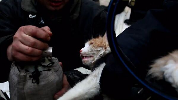 Пожарные спасли кошку из пожара в Волгограде - Sputnik Արմենիա