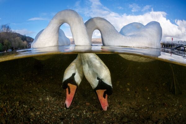 Снимок Love Birds британского фотографа Grant Thomas, победивший в категории British Waters конкурса подводной фотографии 2018 Underwater Photographer of the Year - Sputnik Армения