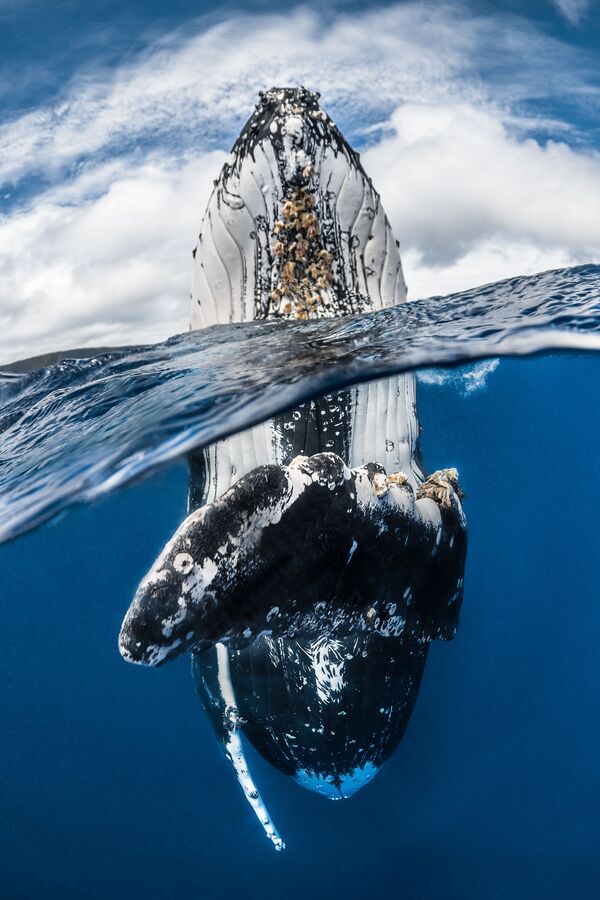 2018 Underwater Photographer of the Year ստորջրյա լուսանկարների մրցույթի Wide Angle անվանակարգում առաջին տեղը զբաղեցրած ֆրանսիացի լուսանկարիչ Greg Lecoeur–ի «Humpback whale spy hopping» լուսանկարը։ - Sputnik Արմենիա