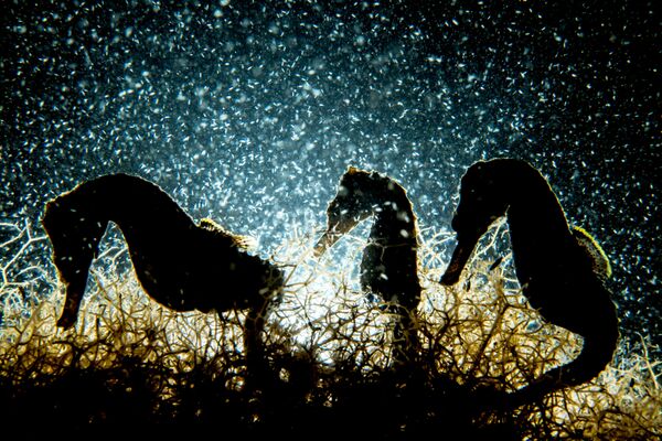 Macro անվանակարգում առաջին տեղը զբաղեցրած կանադացի լուսանկարիչ Shane Gross–ի «Seahorse Density» լուսանկարը։ - Sputnik Արմենիա