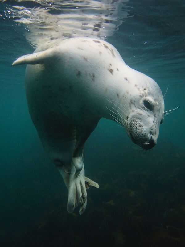 2018 Underwater Photographer of the Year ստորջրյա լուսանկարների մրցույթի British Waters Compact անվանակարգում առաջին տեղը զբաղեցրած բրիտանացի լուսանկարիչ Vicky Paynter–ի «Scratchy Seal» լուսանկարը։ - Sputnik Արմենիա