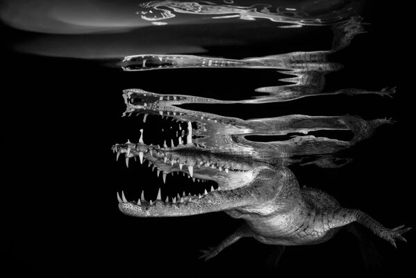 2018 Underwater Photographer of the Year ստորջրյա լուսանկարների մրցույթի Black & White անվանակարգում առաջին տեղը զբաղեցրած լուսանկարիչ սլովենացի Borut Furlan–ի «Crocodile reflections»–ն լուսանկարը։ - Sputnik Արմենիա
