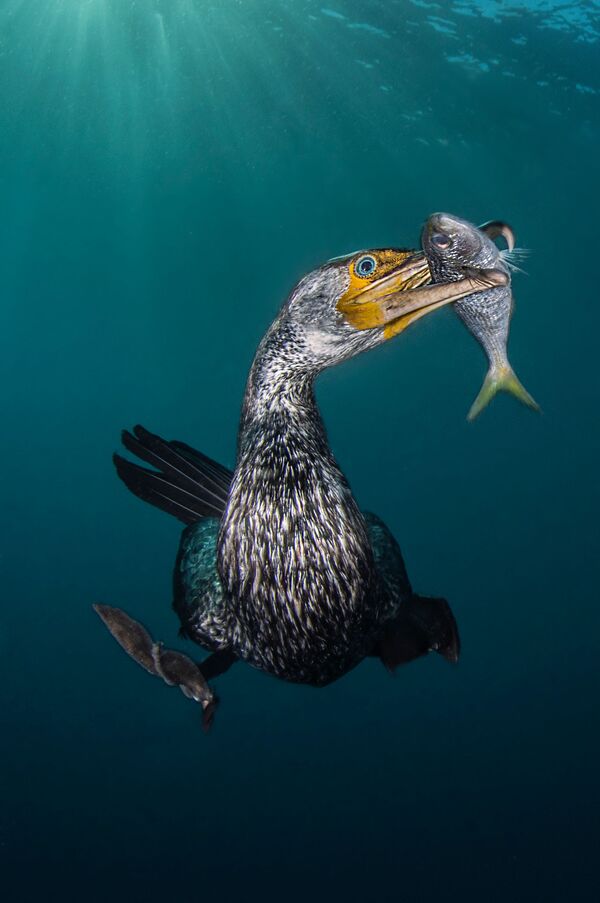 Снимок The Fisherman итальянского фотографа Filippo Borghi, победивший в категории Behaviour конкурса подводной фотографии 2018 Underwater Photographer of the Year - Sputnik Армения