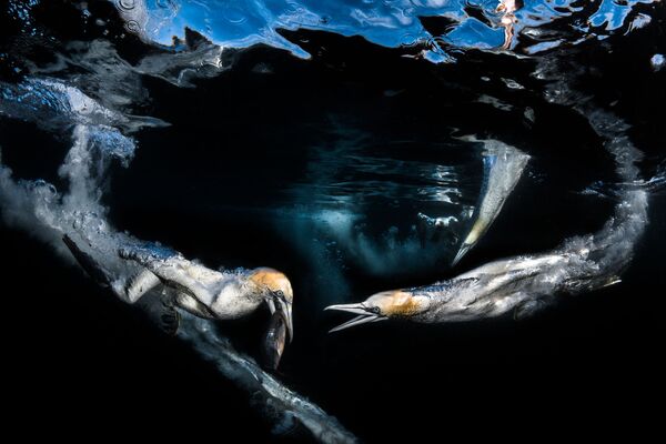 Снимок Gannets feeding французского фотографа Greg Lecoeur, занявший 3-е место в категории Behaviour конкурса подводной фотографии 2018 Underwater Photographer of the Year - Sputnik Армения