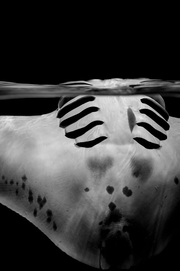 Снимок Graceful manta швейцарского фотографа Sylvie Ayer, занявший 2-е место в категории Black & White конкурса подводной фотографии 2018 Underwater Photographer of the Year - Sputnik Армения