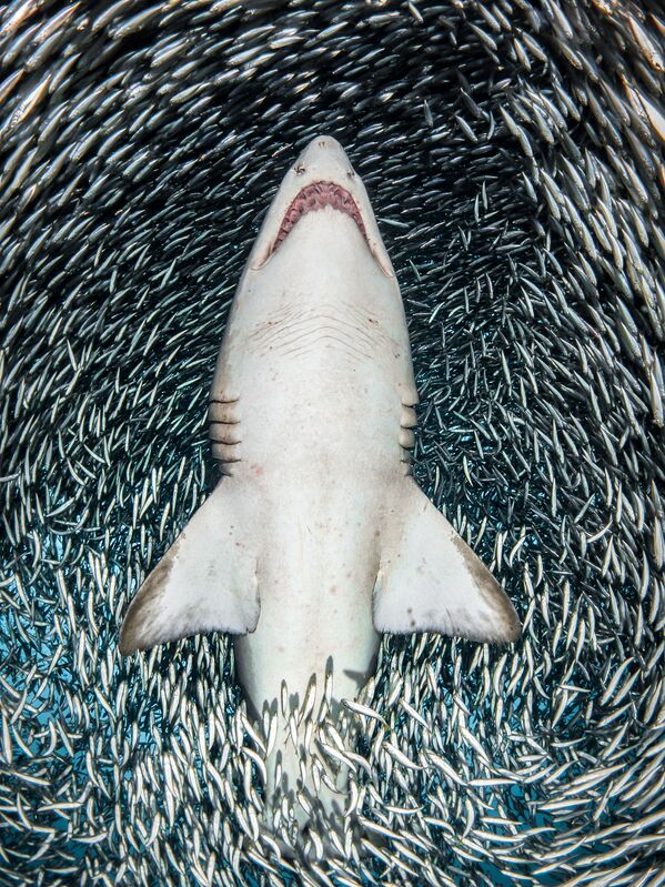 Снимок A sand tiger shark surrounded by tiny bait fish американского фотографа Tanya Houppermans, победивший в категории Portrait конкурса подводной фотографии 2018 Underwater Photographer of the Year - Sputnik Армения