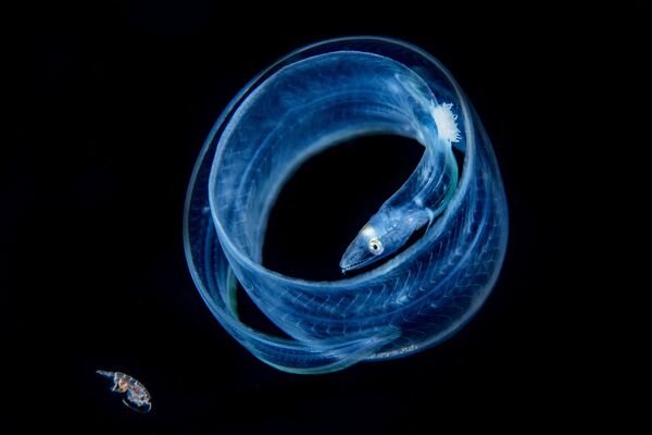 Снимок Friend or Food?! филиппинского фотографа Songda Cai, занявший 2-е место в категории Macro в конкурсе подводной фотографии 2018 Underwater Photographer of the Year - Sputnik Армения