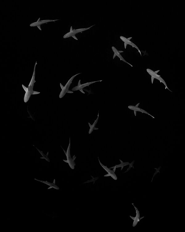 Снимок Angels of the Deep американского фотографа Santosh Shanmuga, занявший 3-е место в категории Black & White конкурса подводной фотографии 2018 Underwater Photographer of the Year - Sputnik Армения