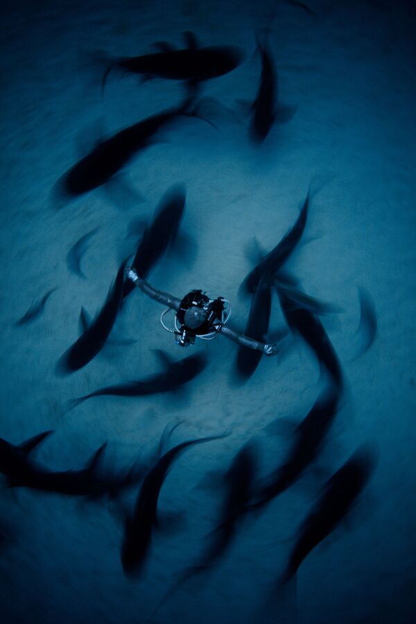 Снимок Surrounded китайского фотографа Fan Ping, занявший второе место в категории Wide Angle в конкурсе подводной фотографии 2018 Underwater Photographer of the Year - Sputnik Армения
