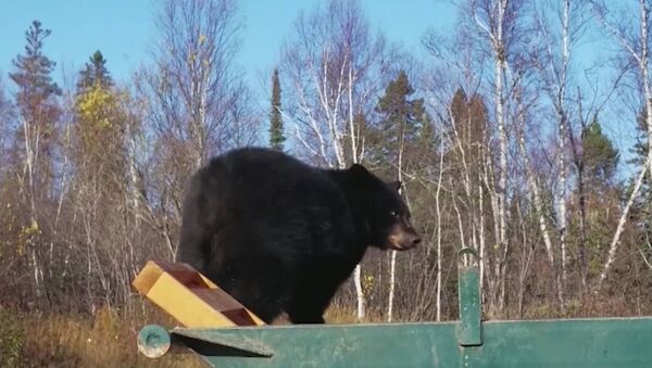 Двух медвежат уговаривали покинуть мусорный контейнер в США - Sputnik Արմենիա
