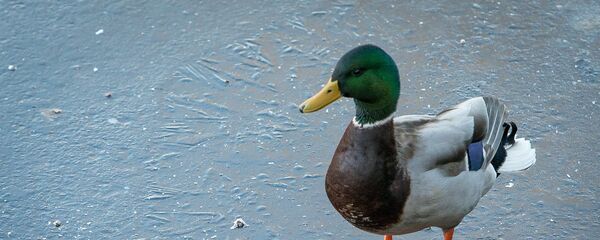 Утка Утка - Sputnik Արմենիա