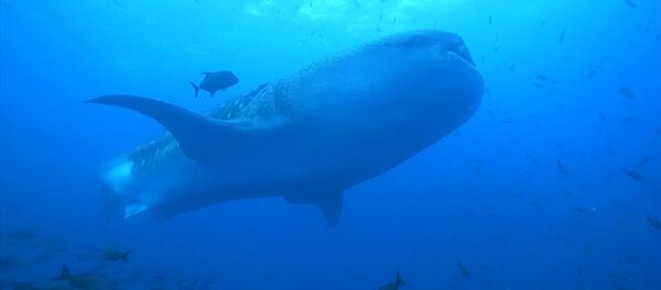 Китовая акула Китовая акула - Sputnik Արմենիա