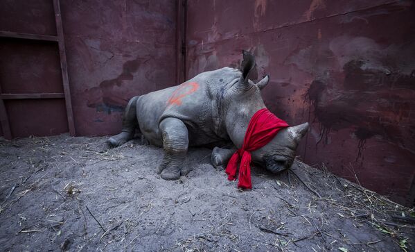 Снимок из серии The Return of the Rhino южноафриканского фотографа Neil Aldridge из категории Natural World & Wildlife (Professional), вошедший в шортлист фотоконкурса 2018 Sony World Photography Awards - Sputnik Армения