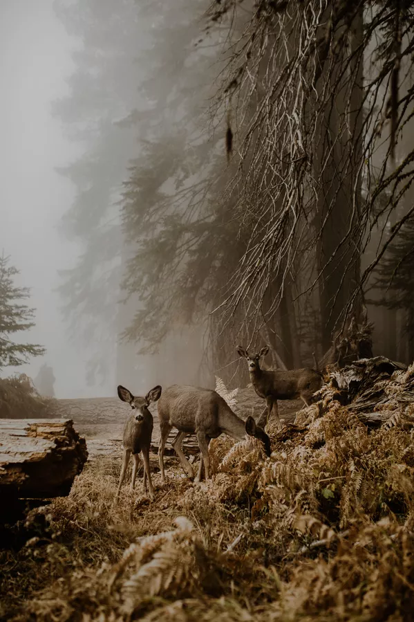 Снимок An unexpected meeting польского фотографа Justyna Zduńczyk из категории Wildlife (Open), вошедший в шортлист фотоконкурса 2018 Sony World Photography Awards Снимок An unexpected meeting польского фотографа Justyna Zduńczyk из категории Wildlife (Open), вошедший в шортлист фотоконкурса 2018 Sony World Photography Awards - Sputnik Армения