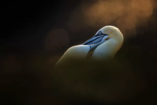 Снимок Love чешского фотографа Jiri Michal из категории Wildlife (Open), вошедший в шортлист фотоконкурса 2018 Sony World Photography Awards Снимок Love чешского фотографа Jiri Michal из категории Wildlife (Open), вошедший в шортлист фотоконкурса 2018 Sony World Photography Awards - Sputnik Армения