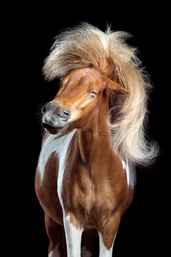 Снимок из серии Horsestyle немецкого фотографа Wiebke Haas из категории Natural World & Wildlife (Professional), вошедший в шортлист фотоконкурса 2018 Sony World Photography Awards Снимок из серии Horsestyle немецкого фотографа Wiebke Haas из категории Natural World & Wildlife (Professional), вошедший в шортлист фотоконкурса 2018 Sony World Photography Awards - Sputnik Армения