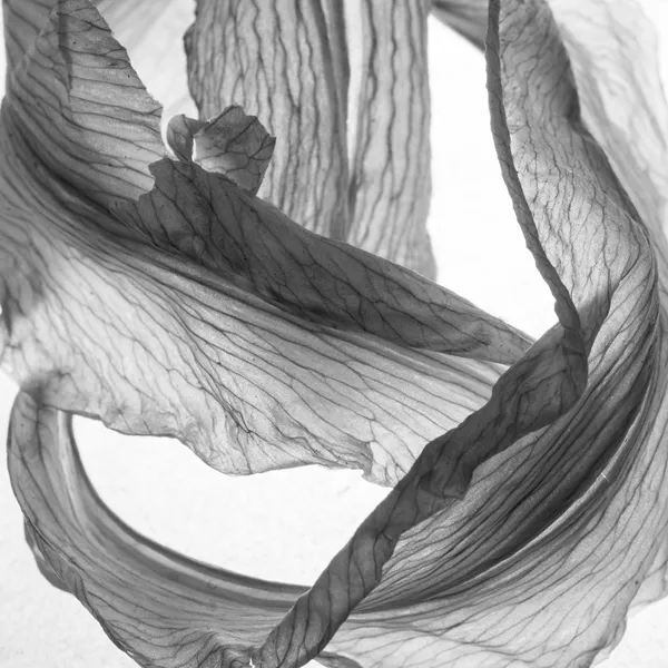 Снимок из серии Dead Lilies японского фотографа Seizo Mori из категории Still Life (Professional), вошедший в шортлист фотоконкурса 2018 Sony World Photography Awards Снимок из серии Dead Lilies японского фотографа Seizo Mori из категории Still Life (Professional), вошедший в шортлист фотоконкурса 2018 Sony World Photography Awards - Sputnik Армения