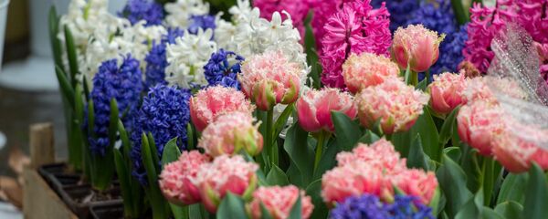 8 Марта на улицах Ереванa 8 Марта на улицах Ереванa - Sputnik Армения