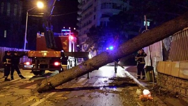 Поваленное дерево в на улице Тбилиси - Sputnik Армения