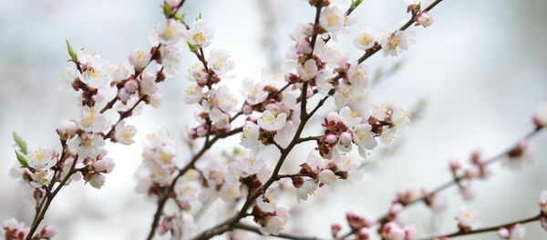 Цветение абрикоса - Sputnik Արմենիա