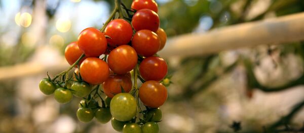 Помидоры, выращиваемые в тепличных условиях - Sputnik Արմենիա