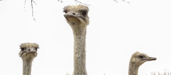 Армянские фермеры разводят страусов у подножья Арарата - Sputnik Армения