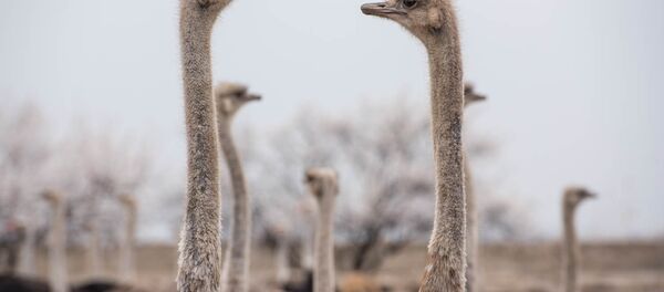 Страусинная ферма в селе Пшатаван, Армавир Страусинная ферма в селе Пшатаван, Армавир - Sputnik Армения