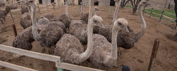 Страусинная ферма в селе Пшатаван, Армавир - Sputnik Արմենիա