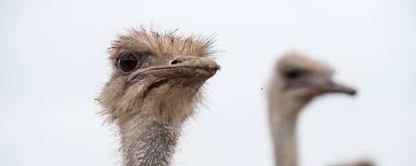 Страусинная ферма в селе Пшатаван, Армавир Страусинная ферма в селе Пшатаван, Армавир - Sputnik Արմենիա