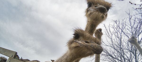 Страусинная ферма в селе Пшатаван, Армавир - Sputnik Армения