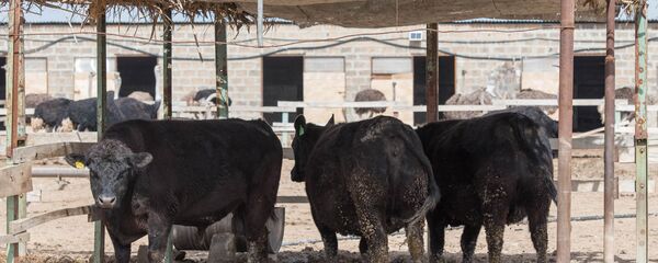 Коровы породы Абердин-Ангус - Sputnik Արմենիա