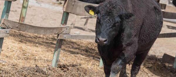 Коровы породы Абердин-Ангус Коровы породы Абердин-Ангус - Sputnik Армения