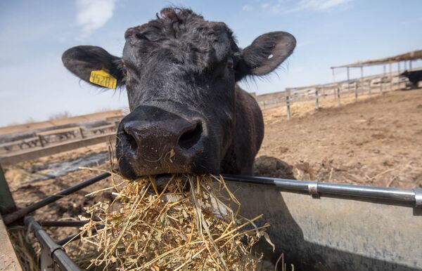 Умный хлев для коров: сельчане потерялись в туманном проекте правительства Армении и шутят Умный хлев для коров: сельчане потерялись в туманном проекте правительства Армении и шутят - Sputnik Армения