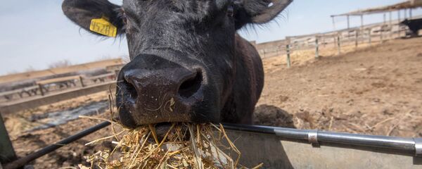 Коровы породы Абердин-Ангус Коровы породы Абердин-Ангус - Sputnik Արմենիա