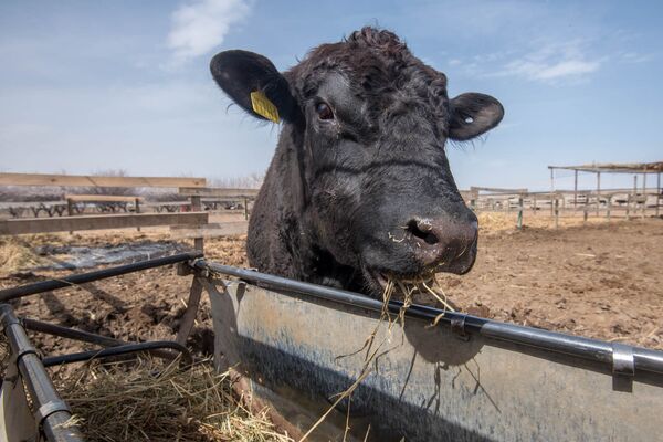 Коровы породы Абердин-Ангус - Sputnik Армения