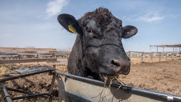Կով - Sputnik Արմենիա