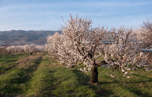 Цветение абрикосов в Армении: к чему готовиться фермерам Цветение абрикосов в Армении: к чему готовиться фермерам - Sputnik Армения