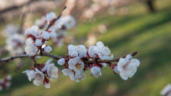 Ծաղկած ծառ - Sputnik Արմենիա